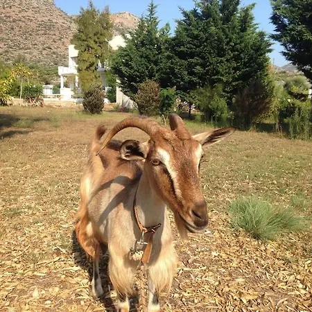 别墅 Celeste 干尼亞