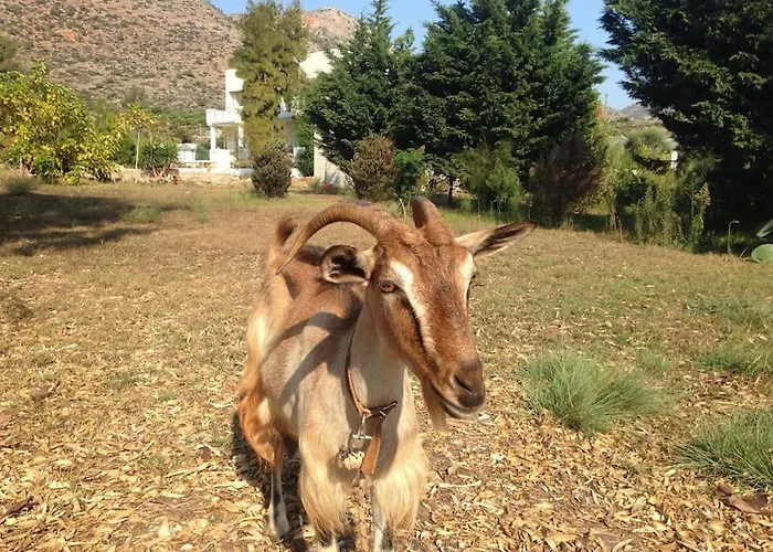 Villa Celeste Chania (Crete)
